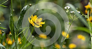 Fresh floral background. banner. Delicate yellow flower Careopsis or chamomile on background of greenery. Spring banner