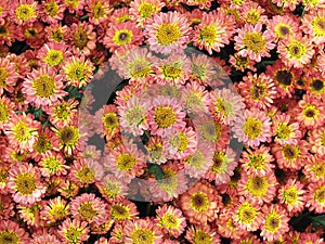 Fresh floral background of Chrysanthemum flower, mums or chrysanths in the park