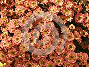 Fresh floral background of Chrysanthemum flower, mums or chrysanths in the park