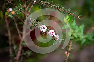 Fresh floral background of small white, pink and fuchsia flowers