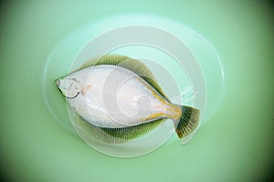 Fresh flounder in a bucket