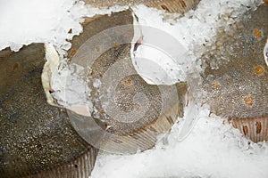 Fresh flounder fish on crushed ice.