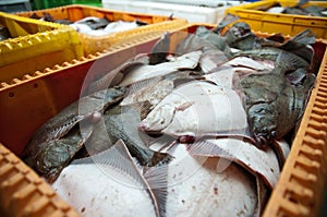 Fresh Flounder Fish in Shipping Container