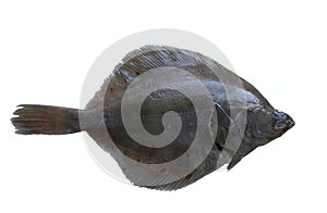 Fresh flounder /flatfish/