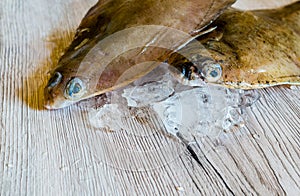 Fresh flounder prepared for cooking
