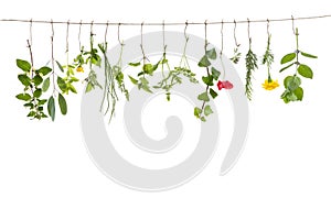 Fresh flovouring herbs and eatable flowers hanging on a string, in front of interieur backgroung photo