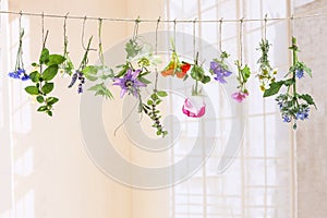 Fresh flovouring herbs and eatable flowers hanging on a string, in front of a white backgroung
