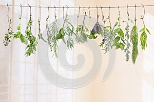 Fresh flovouring and medicinal plants and herbs hanging on a string, in front of a indoor backgroung