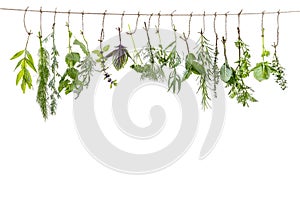 Fresh flovouring and medicinal plants and herbs hanging on a string, in front of a white backgroung