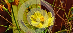 Fresh Flower Background of Bright Yellow Daisy