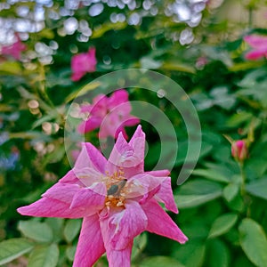 Fresh flower beautifull pink at the scholl