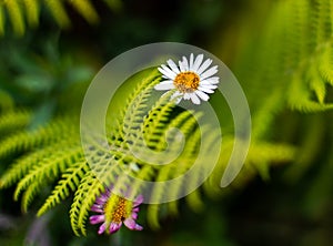 Fresh flower blossoming behind farn leaf