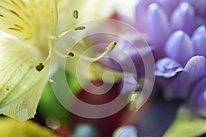 Fresh Flower Bouquet with Astromeria, Mums and Daisies photo