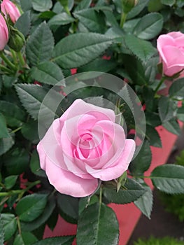 Fresh flower at Cameron Highlands Malaysia