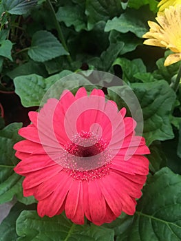 Fresh flower at Cameron Highlands Malaysia