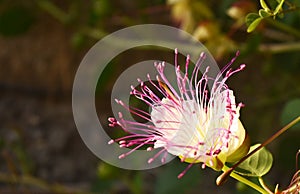 Fresh flower of caper bush Capparis spinosa just opening photo