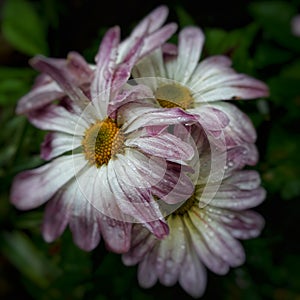Fresh flower head in bloom