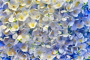 Fresh flower of jasmine. Flower background