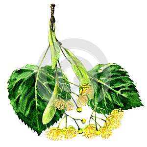 Fresh flower and leaf of linden branch isolated, watercolor illustration photo