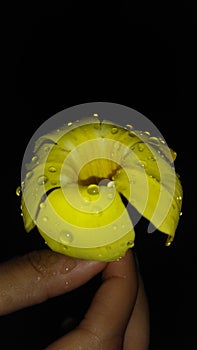 Fresh flower at raining time