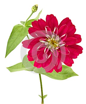 A fresh flower red zinnia branch on white