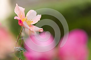 Fresh flower seen through blurred foreground