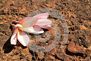 Fresh Flower Shriveling on Hot Volcanic Stone photo