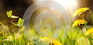 Fresh flower and yellow butterfly; Easter spring flower background;