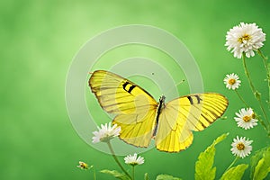 fresh flower and yellow butterfly on green background new