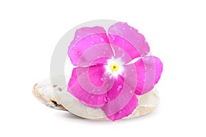 Fresh Flower on Zen Stone, Spa Concept, White Background