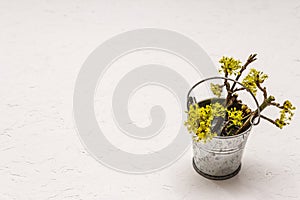 Fresh flowering sprigs of dogwood in tin bucket. Springtime mood concept, card template, wallpaper, backdrop. White putty textured