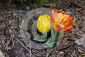 Fresh flowering tulips in springtime garden, beautiful early tulipa