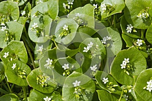 Fresh flowering winter purslane plants close up