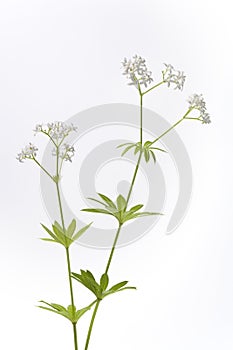 Fresh Flowering Woodruff With Leaves On White Bac