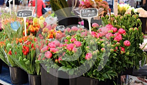 Fresh flowers at farmer market in France, Europe. Italian Spanish and French flowers. Street French market at Nice.