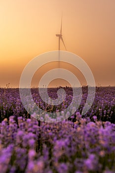 Fresh flowers of lavender in summer time , detailed closeup in lavender field