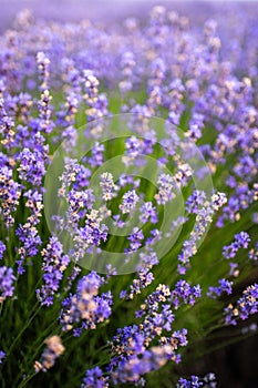 Fresh flowers of lavender in summer time , detailed closeup in lavender field