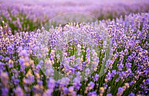 Fresh flowers of lavender in summer time , detailed closeup in lavender field