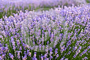 Fresh flowers of lavender in summer time , detailed closeup in lavender field