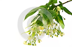 Fresh flowers and leaves of linden or lime-tree isolated on white background