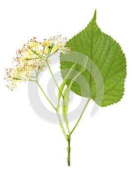 Fresh flowers and leaves of linden or lime-tree isolated on white background, top view