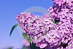 Fresh flowers lilac