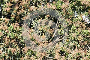 Fresh flowers on the mango tree