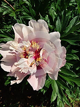 Fresh Fluffy Pink Peony Flowers