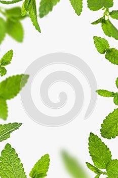 Fresh flying green mint leaves, lemon balm, melissa, peppermint isolated on light gray background flat lay. Mint leaf texture,