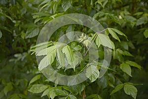 Fresh foliage of Acer negundo tree