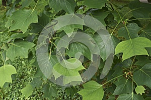 Fresh foliage of liriodendron tulipifera