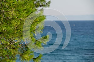 Fresh foliage of pine cone tree and clear blue sky and sea water in background