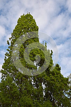 Fresh foliage of Quercus robur fastigiata tree