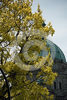 Fresh foliage on  trees in front of  the Parliament building in Victoria - 2